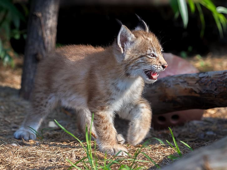 baby, cub, kitty, lynx, wild cat, a small lynx, Oleg Bogdanov, HD wallpaper