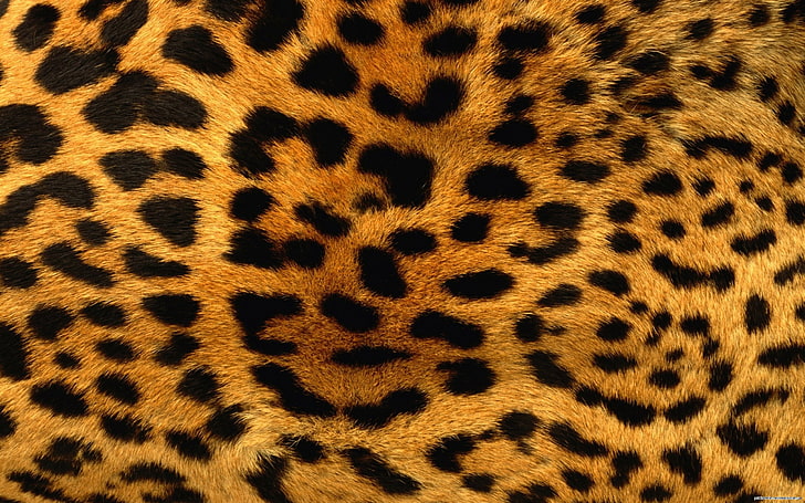 leopardhud, konsistens, leopard, päls, HD tapet