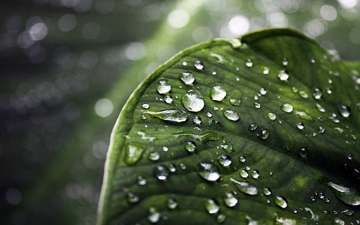 Azore Leaf, макросъемка зеленых листьев с каплями воды, вода, капли, свежие, HD обои