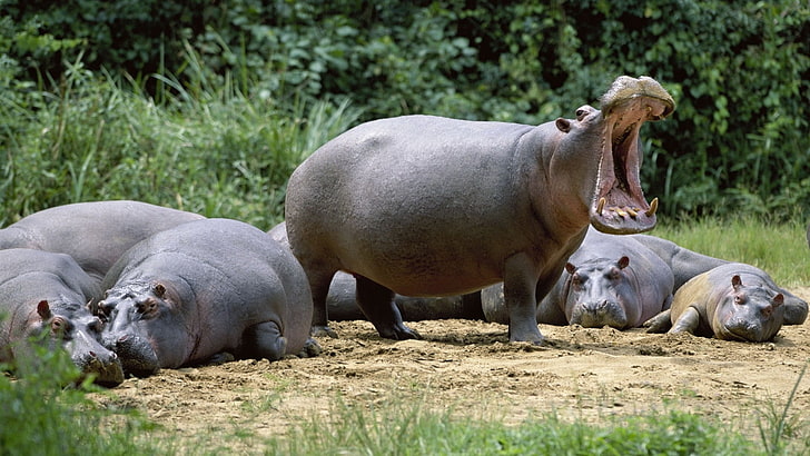 Hipopótamo marrón, hipopótamos, sonrisa, era, tierra, vacaciones, Fondo de pantalla HD