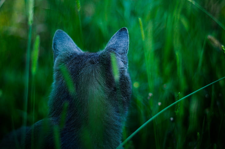 gatto, blu, avatar, attenzione, gatto di James Cameron, caccia, Sfondo HD