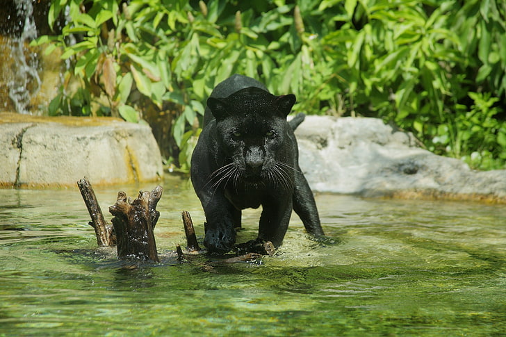 panther hitam, predator, Panther, mandi, kucing liar, kebun binatang, kolam, Jaguar hitam, Wallpaper HD