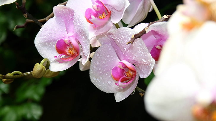 white-and-pink moth orchids, orchid, drops, flowers, HD wallpaper