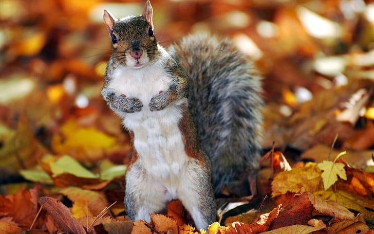 Squirrel, leaves, autumn, Squirrel, Leaves, Autumn, HD wallpaper