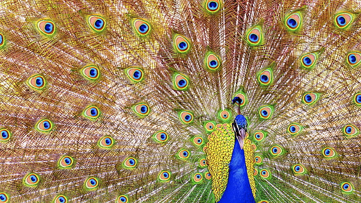 孔雀のパノラマ写真、情報、パノラマ写真、孔雀、鳥、自然、羽、動物、野生動物、マルチカラー、青、くちばし、雄動物、緑色、尾、鮮やかな色、色、優雅さ、背景、 HDデスクトップの壁紙