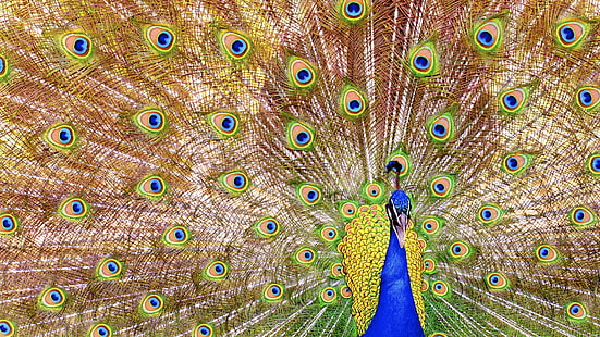 孔雀のパノラマ写真、情報、パノラマ写真、孔雀、鳥、自然、羽、動物、野生動物、マルチカラー、青、くちばし、雄動物、緑色、尾、鮮やかな色、色、優雅さ、背景、 HDデスクトップの壁紙 HD wallpaper