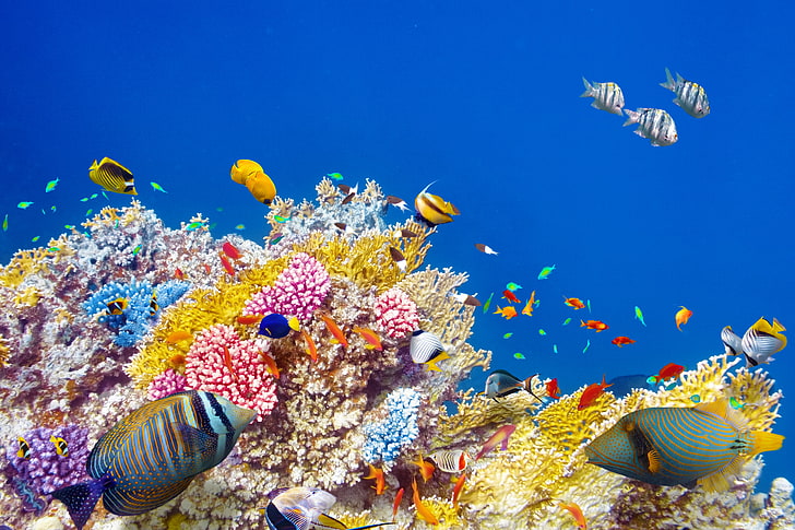 косяк рыб, рыба, океан, мир, подводный мир, подводный мир, океан, рыбы, тропик, риф, коралл, коралловый риф, HD обои