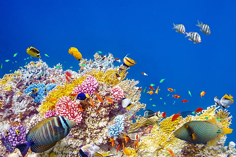 косяк рыб, рыба, океан, мир, подводный мир, подводный мир, океан, рыбы, тропик, риф, коралл, коралловый риф, HD обои HD wallpaper