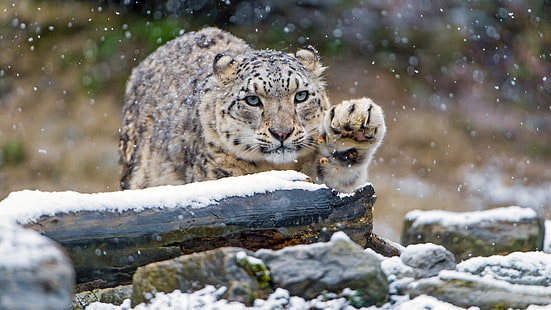 winter, look, snow, cats, stones, paw, snow leopard, log, bars, wild cats, snowfall, zoo, HD wallpaper HD wallpaper