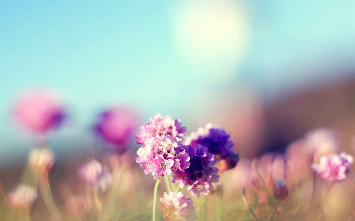 حقل الزهور الطبيعة مشمس ، زهور ، حقل ، طبيعة ، مشمس، خلفية HD