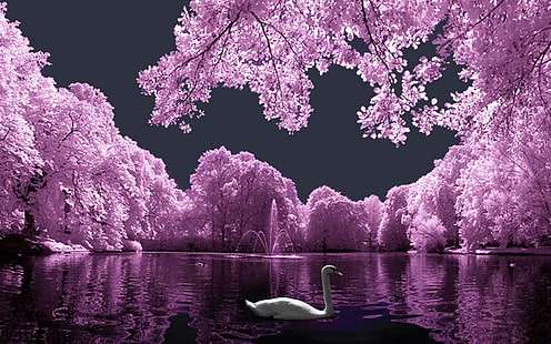 пейзаж, розовый, лебедь, белый, HD обои HD wallpaper