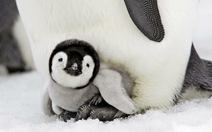 かわいい赤ちゃんペンギン、赤ちゃん、かわいい、美しい、鳥、動物、ペンギン、雪、甘い、冬、 HDデスクトップの壁紙