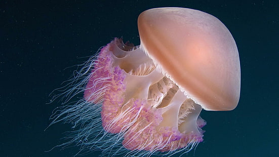 Jellyfish Sea Ocean Underwater HD Free, fishes, jellyfish, ocean, underwater, HD wallpaper HD wallpaper