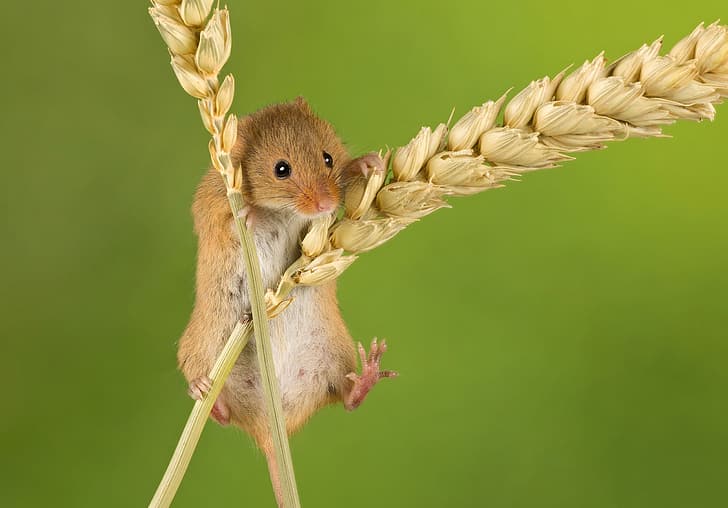 background, mouse, spikelets, ears, rodent, The mouse is tiny, HD wallpaper