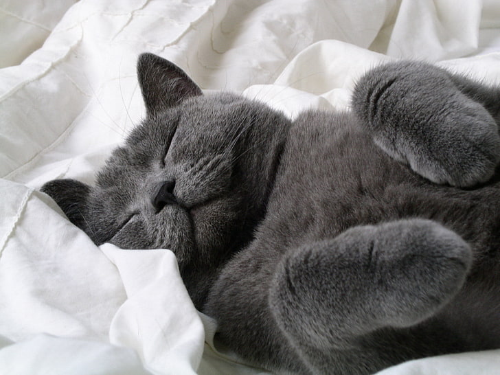 сива котка, сива, котка, приятелски настроена, спящо бебе, бръмбар друго, HD тапет