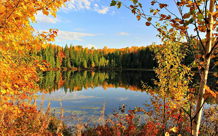зеленые лиственные деревья, озеро между деревьями в дневное время, озеро, осень, природа, деревья, пейзаж, листья, облака, HD обои