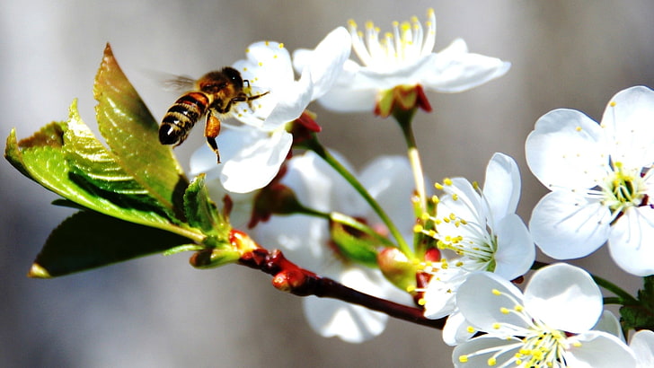 brown honey bee, bee, flower, blossom, branch, spring, cherry, HD wallpaper