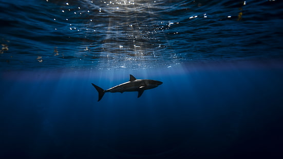 снимка на акула, направена под вода, акула, Атлантически океан, под вода, най-добрите места за гмуркане, HD тапет HD wallpaper