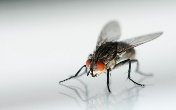 mosca doméstica preta voar, voar, inseto, asas, olhos, HD papel de parede