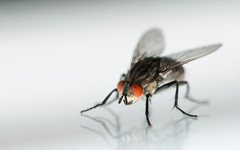 schwarze gemeine Hausfliege, Fliege, Insekt, Flügel, Augen, HD-Hintergrundbild HD wallpaper