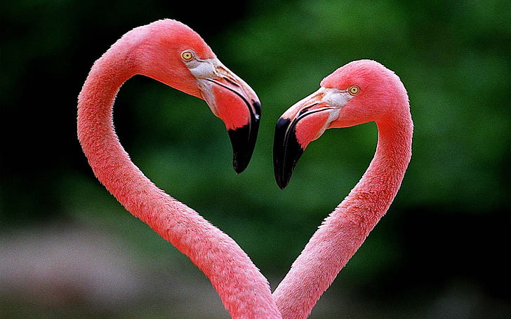 Birds, Flamingo, Animal, Bird, Heart-Shaped, HD wallpaper