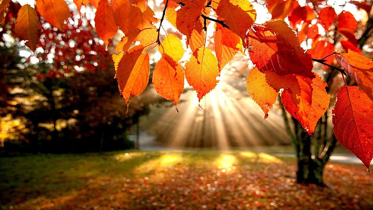 клен, природа, осень, оранжевый, ноябрь, листья, падать, лист, листва, желтый, сезон, дерево, лес, октябрь, сентябрь, завод, цвет, сезонный, яркий, красочные, деревья, шаблон, флора, текстура, парк,на открытом воздухе, золото, ботаника, дуб, натуральный, времена года, коричневый, ветка, украшения, золотой, живой, пейзаж, HD обои