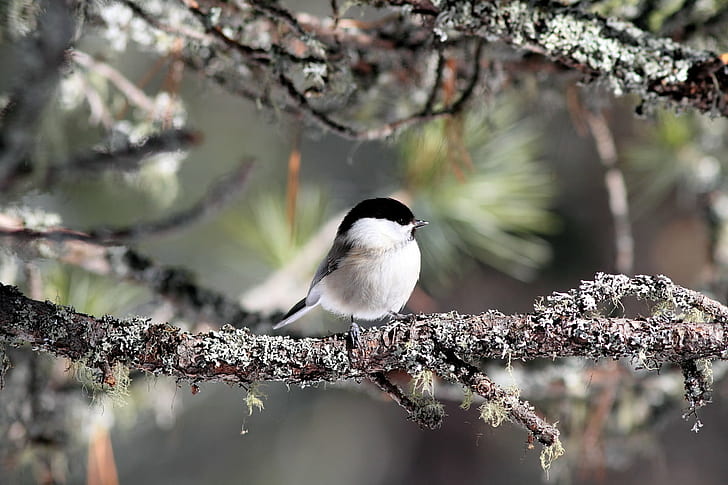 photograph of Black-capped Chickadee, Cincia, photograph, Black-capped Chickadee, gear, me, bird, nature, wildlife, animal, tit, branch, outdoors, HD wallpaper