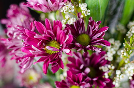 fotografi fokus selektif dari bunga petaled ungu, fokus selektif, fotografi, ungu, foto, bunga, tanaman, mekar, alam, musim panas, close-up, daun bunga, keindahan Di Alam, Wallpaper HD HD wallpaper