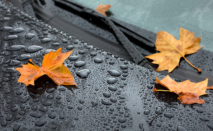 três folhas de bordo laranja no pára-brisa do carro, gotas, eternidade, laranja, folhas de bordo, carro, pára-brisa, chuva, outono, automóvel, veículo, água, Fiat 124, folha, amarelo, natureza, temporada, laranja Cor, HD papel de parede