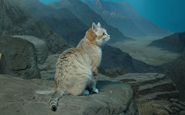 Animal, Areia, Gato, HD papel de parede