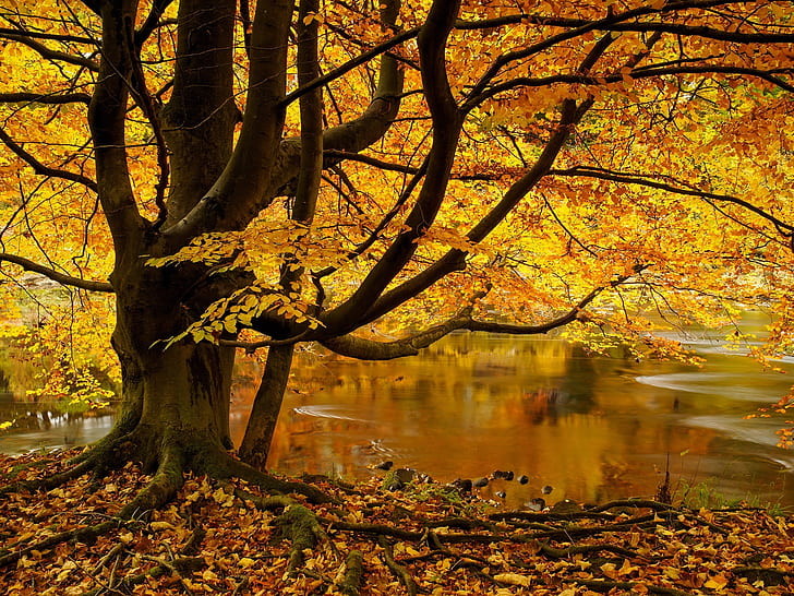 North Yorkshire, England, tree, yellow leaves, pond, autumn, yellow leaf tree, North, Yorkshire, England, Tree, Yellow, Leaves, Pond, Autumn, HD wallpaper