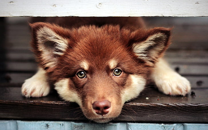 Perro marrón, cara, ojos, cachorro perdiguero tocante de pato de Nueva Escocia, marrón, perro, cara, ojos, Fondo de pantalla HD
