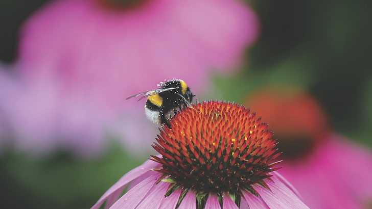 pink coneflower and yellow and black honeybee, bumblebee, flower, bud, pollen, HD wallpaper