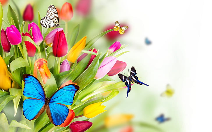 Tulip flores y mariposa, Tulipán, Flores, Mariposa, Fondo de pantalla HD