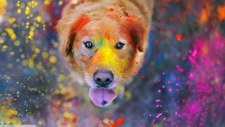 pedir Matemáticas télex animales perro pintura salpicadura coloridas lenguas bokeh polvo labrador  retriever mirando al espectador mirando hacia arriba, Fondo de pantalla HD  | Wallpaperbetter