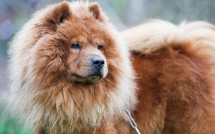 adult chow chow, dog, animals, HD wallpaper
