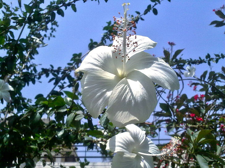 Hibiscus Branco, pianta di ibisco bianco, flor, branca, flora, natureza, natura e paesaggi, Sfondo HD