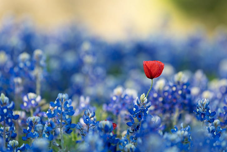 blue, red flowers, blue flowers, flowers, plants, bluebonnets, HD wallpaper