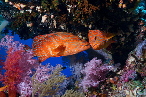 животни, National Geographic, риби, корали, подводни, HD тапет HD wallpaper