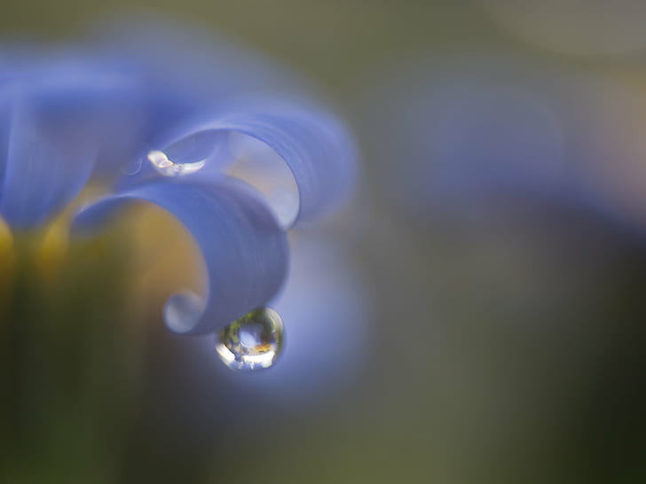 water droplet about to drop from a blue flower, Soft  water, water droplet, blue flower, Blume, 35mm, F2.4, Frühling, Makro, Spring, close up, macro, blue  drop, curve, nature, backgrounds, abstract, drop, defocused, HD wallpaper