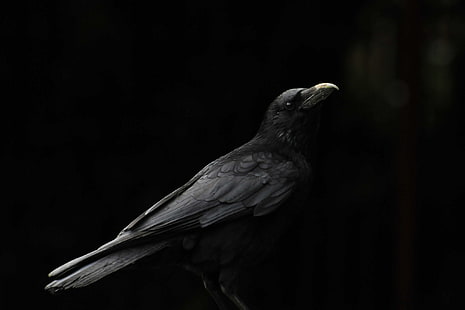 corvo preto, plano de fundo, pássaro, bico, corvo, HD papel de parede HD wallpaper