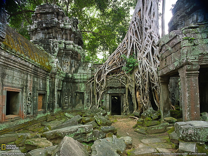 ruine, nature, arbres, temple, envahi par la végétation, National Geographic, Cambodge, Fond d'écran HD