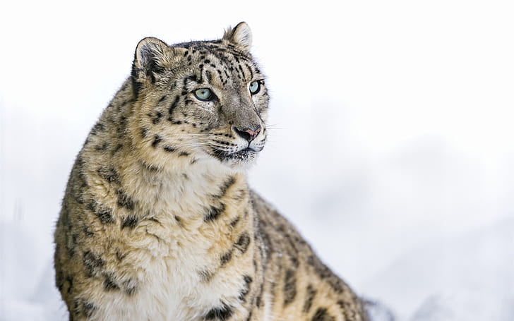 Снежен леопард, голяма котка, сняг, леопард, голям, котка, HD тапет