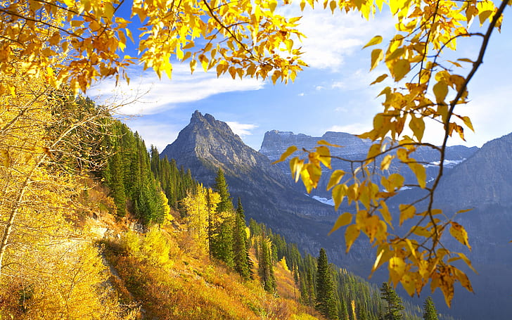 Glacier Ulusal Parkı ve Montana Sonbahar sonbahar altın sarı yaprakları ile dağ ağaçlarını karıştırın Manzara Duvar Kağıtları HD 2560 × 1600, HD masaüstü duvar kağıdı