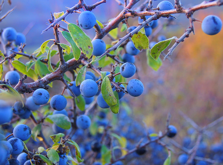 Wild Nature, bunch of blueberries, Aero, Macro, Wild, Fruits, HD wallpaper