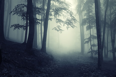 foresta nebbiosa sfondi HD, strada, alberi, paesaggio, natura, nebbia, foresta, nebbioso, profondo, inquietante, nebbioso, Sfondo HD HD wallpaper