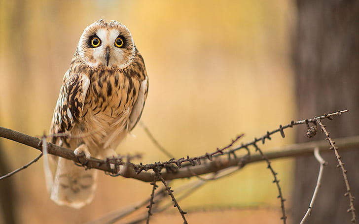 Owl in the forest, Owl, Forest, HD wallpaper