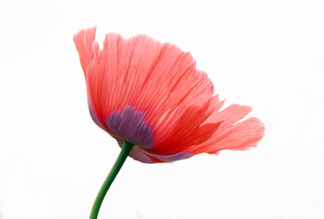 merah dan ungu bunga poppy, tunggal, ungu, bunga, bunga poppy, alam, daun bunga, tanaman, kepala bunga, merah, close up, warna pink, keindahan di alam, bunga tunggal, Wallpaper HD HD wallpaper