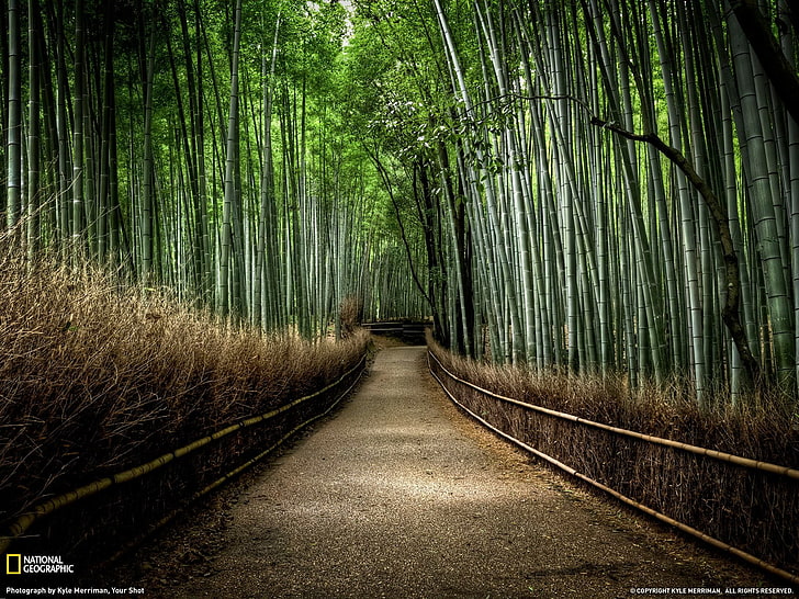 bamboo, trees, forest, plants, HD wallpaper