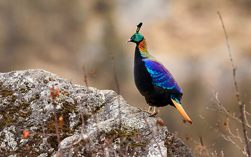 Aves, Pássaro, Animal, Colorido, Himalaia Monal, Nepal, HD papel de parede HD wallpaper